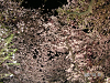 s_PICT0009_thumb.png